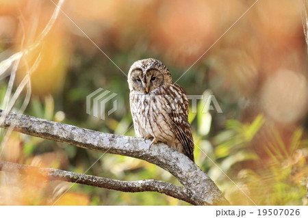 フクロウ 19507026