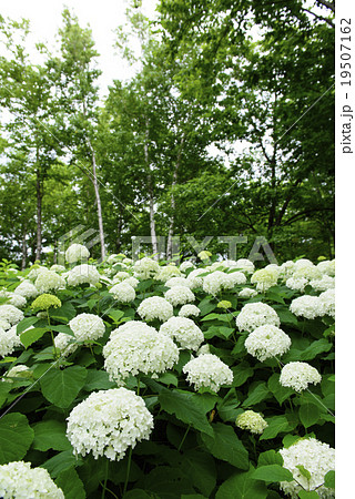 アメリカアジサイ「アナベル」 19507162