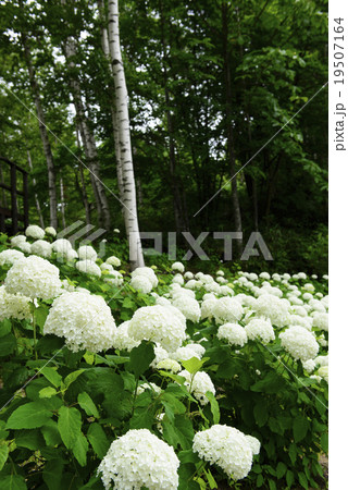アメリカアジサイ「アナベル」 19507164
