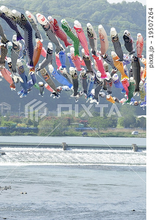 相模川に泳ぐ鯉のぼり 19507264