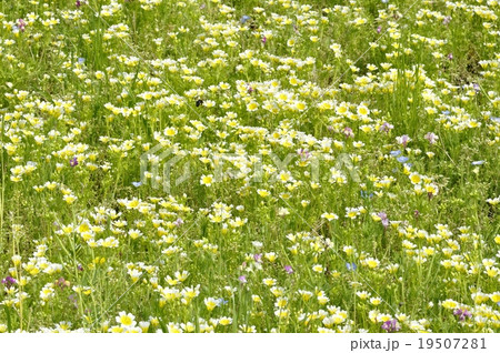 リムナンテスの写真素材