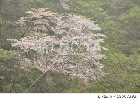 新緑と雨の中の山桜 19507292