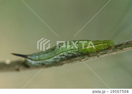 生き物　昆虫　ホシホウジャク、幼虫です。しっぽのトゲは見掛け倒し、こわくはありません 19507508