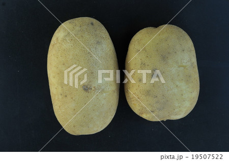 ジャガイモ：こがね丸 19507522