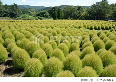 コキア畑 コキア畑 19507663