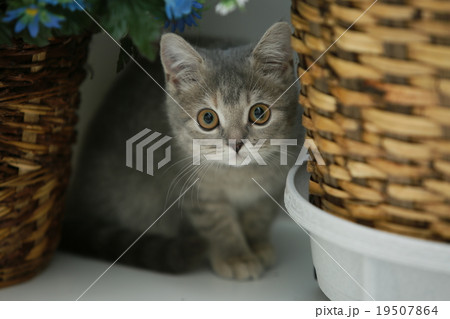 子猫(ブリティッシュショートヘア) 子猫(ブリティッシュショートヘア) 19507864