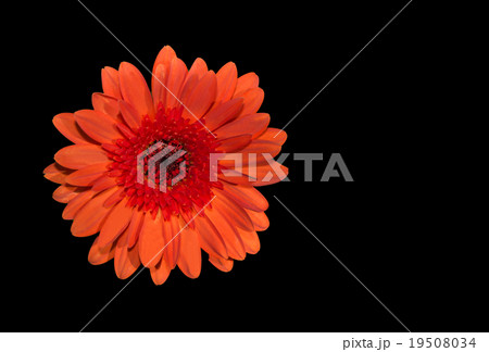 Vivid orange gerbera flower Vivid orange gerbera flower 19508034