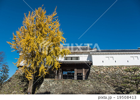 青空に映える白壁の和歌山城とイチョウの木 19508413