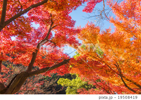 青空に映える紅葉の葉 青空に映える紅葉の葉 19508419