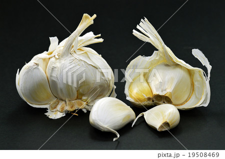 ニンニク（大蒜） 19508469