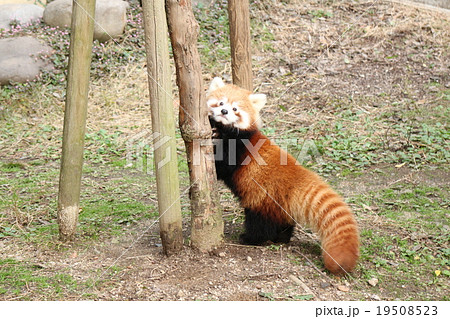 レッサーパンダの赤ちゃんの写真素材