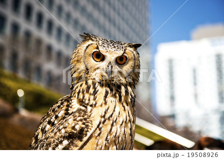 ベンガルワシミミズク 19508926