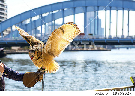 ベンガルワシミミズク 19508927