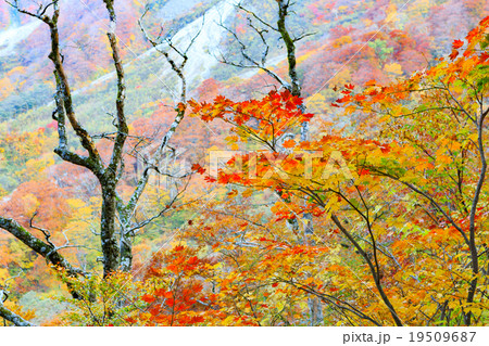 紅葉するブナの森 紅葉するブナの森 19509687