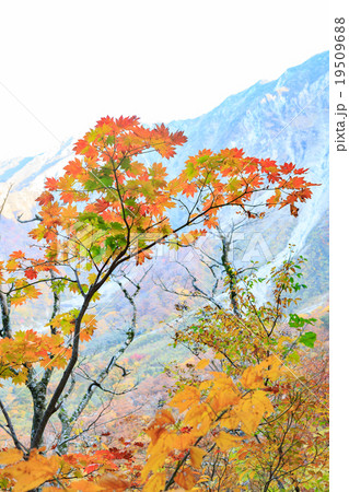 紅葉するブナの森 紅葉するブナの森 19509688