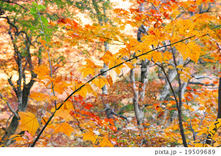 紅葉するブナの森 紅葉するブナの森 19509689