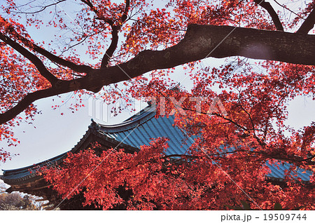 晩秋の鎌倉 19509744