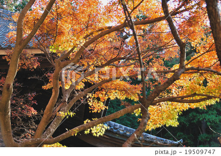 晩秋の鎌倉 晩秋の鎌倉 19509747