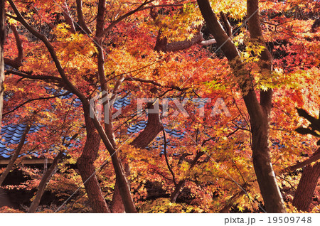 晩秋の鎌倉 晩秋の鎌倉 19509748