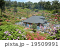 つつじ 19509991