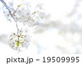 桜 19509995