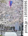 桜 19509996