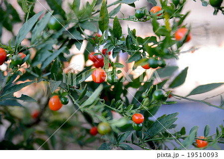 フユサンゴの実 19510093