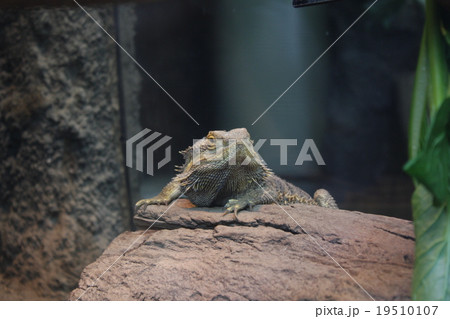 ふとあげひげとかげ 19510107