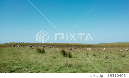 ニュージーランド　羊 19510406