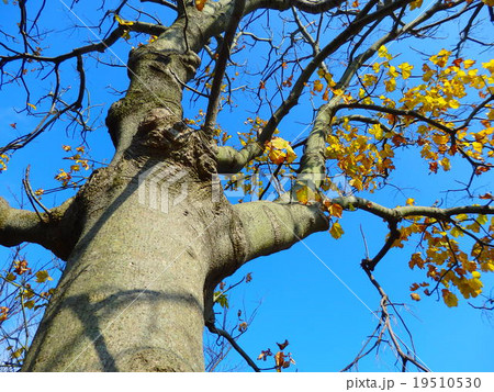 枯れ木 枯れ木 19510530