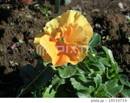 大輪の黄色いパンジーの花 19510719