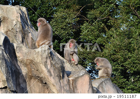 上野動物園の猿＜ニホンザル＞：まるで、”見ざる聞かざる言わざる”の”三猿のよう 19511187
