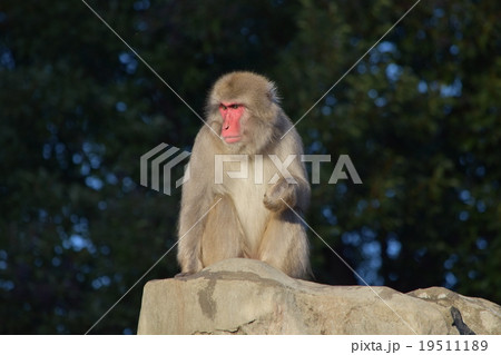 上野動物園の猿<ニホンザル>:お山の大将?それとも長老? 上野動物園の猿<ニホンザル>:お山の大将?それとも長老? 19511189
