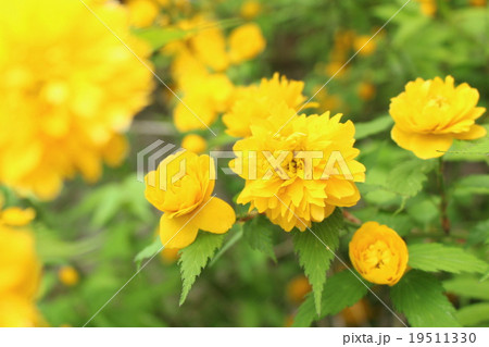 ヤエヤマブキ 黄色の花 春 ヤエヤマブキ 黄色の花 春 19511330