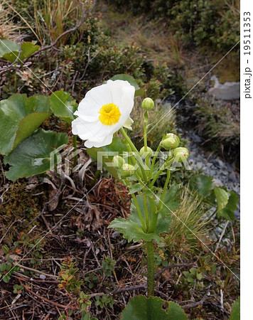 ニュージーランド　マウントクックリリー 19511353