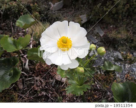 ニュージーランド　マウントクックリリー 19511354