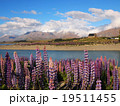 ニュージーランド　テカポ湖　ルピナス 19511455