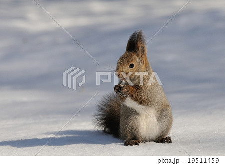 エゾリス:冬の日 エゾリス:冬の日 19511459