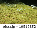 癒される苔 19512852