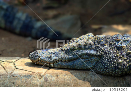 Crocodile sleep on rock Crocodile sleep on rock 19513205
