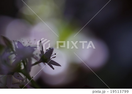 金の成る木に咲いたピンクの小さな星形で可愛らしい花 19513799