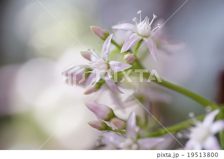 金の成る木に咲いたピンクの小さな星形で可愛らしい花の写真素材