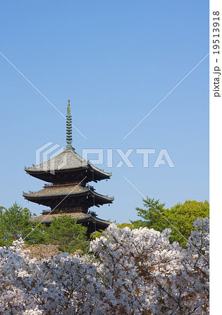 仁和寺　御室桜と五重塔 19513918
