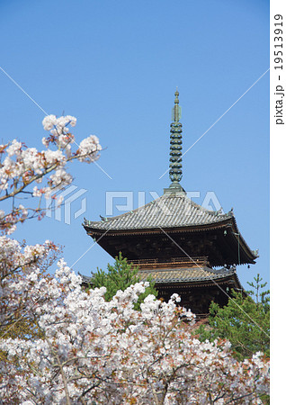 仁和寺　御室桜と五重塔 19513919