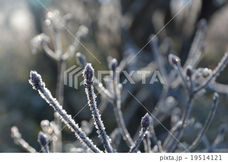 凍るつぼみ 凍るつぼみ 19514121