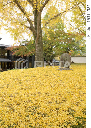 奈良　東大寺西大門跡のイチョウ 19514585