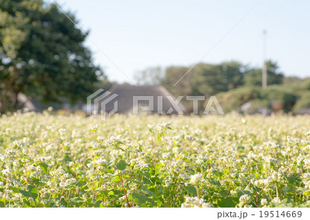 そばの花 そばの花 19514669