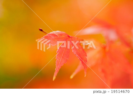 紅葉 19514670