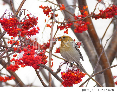 ギンザンマシコ 19514676