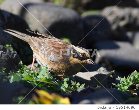 ヤマヒバリ ヤマヒバリ 19514696